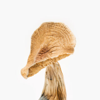 african transkei mushroom