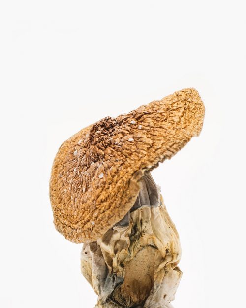 african pyramid mushroom